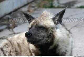 Hyena3 0114