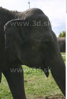 Elephant 0046