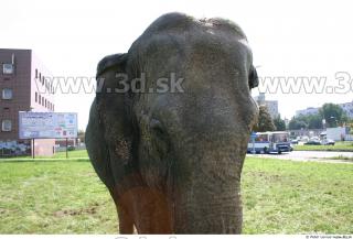 Elephant 0049