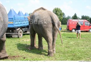 Elephant 0066