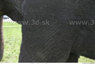 Elephant 0076