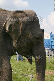 Elephant 0078