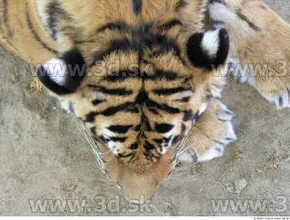 Tiger 0144