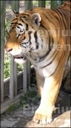 Tiger poses