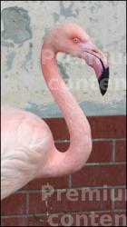 Flamingos I