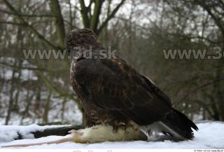 Buteo 0021