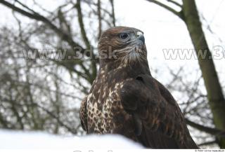 Buteo 0026