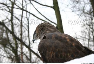 Buteo 0027