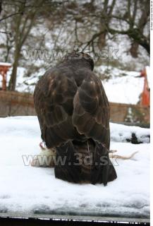 Buteo 0029