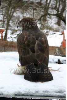 Buteo 0031