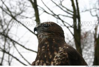 Buteo 0034