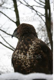 Buteo 0035