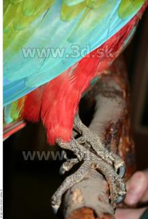 Parrot 0035