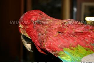 Parrot 0044