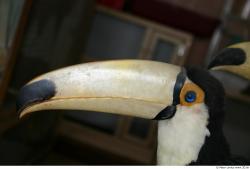 Head Toucan