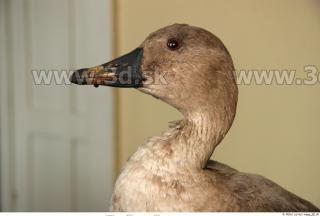 Goose 0021