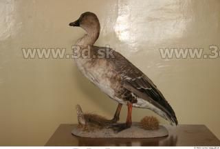 Goose 0023