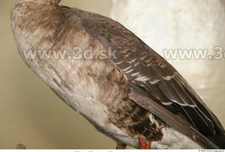 Goose 0024