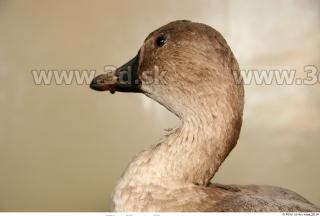 Goose 0026