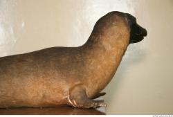 Upper Body Whole Body Seal Animal photo references