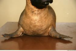 Chest Whole Body Seal Animal photo references