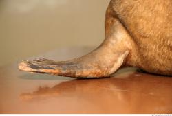 Leg Whole Body Seal Animal photo references