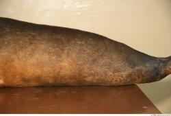 Whole Body Seal Animal photo references