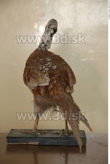 Pheasant 0027