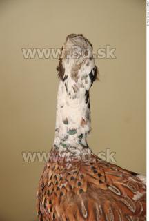 Pheasant 0028