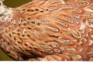 Pheasant 0031