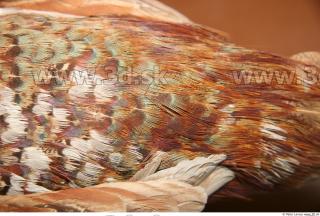 Pheasant 0034