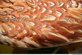 Pheasant 0036