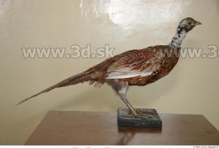 Pheasant 0045