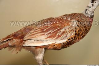 Pheasant 0046