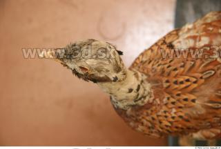 Pheasant 0061