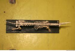 Skeleton 2 Chest Skeleton Dog