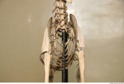 Skeleton 2 Chest Skeleton Dog