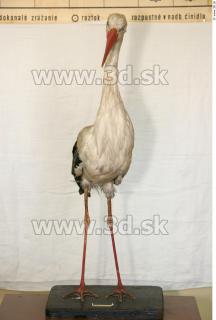 Stork