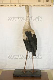 Stork