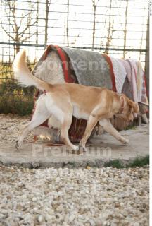 Labrador