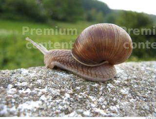 Snail