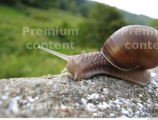 Snail