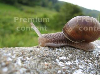 Snail