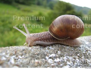 Snail