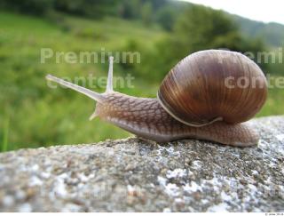 Snail