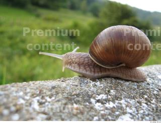 Snail