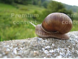 Snail