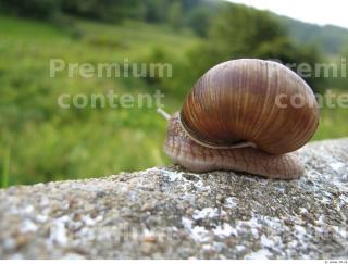 Snail