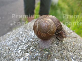 Snail