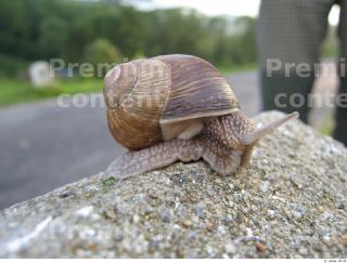 Snail